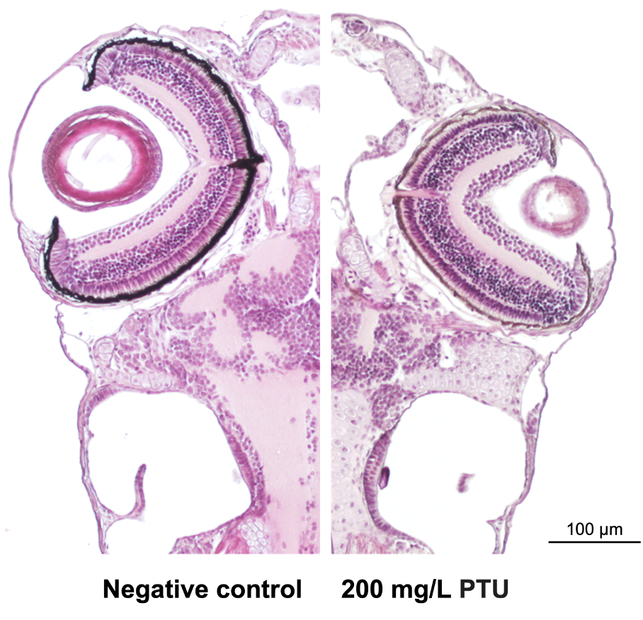 fish-histo